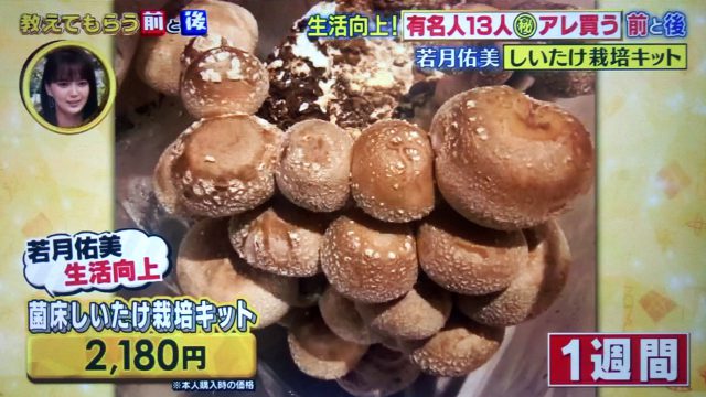 【教えてもらう前と後】有名人13人の生活向上アイテムまとめ｜マッサージガンから冷感抱き枕まで