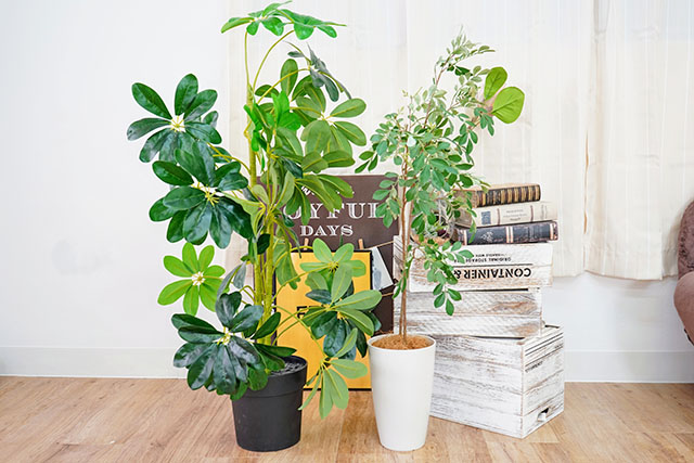 【家事ヤロウ】スリーコインズおすすめ便利グッズランキング2025ベスト10