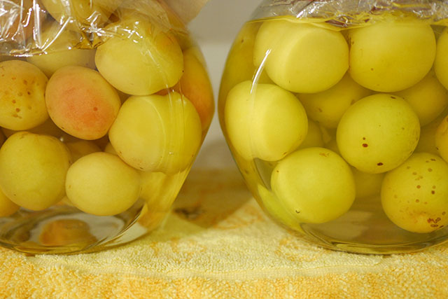 【きょうの料理】青梅酢シロップのレシピ 本田明子さん青梅料理