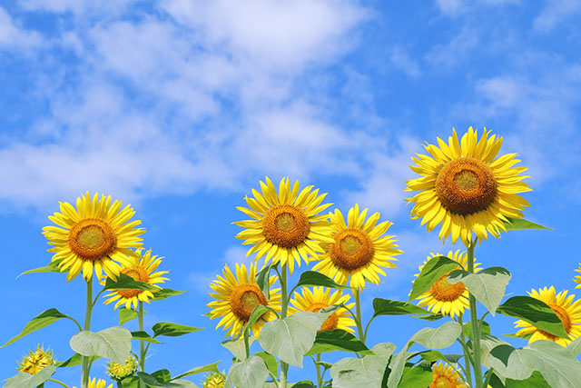 【2025年7月版】矢田亜希子＆志麻さんおすすめコストコ夏の新商品まとめ【沸騰ワード10】